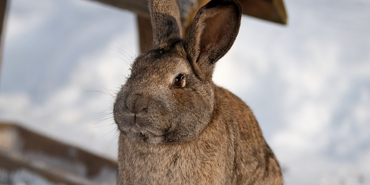 Зоопарк острова ЛОДЭ — место, где природа улыбается.