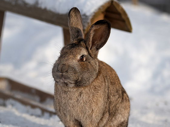 Зоопарк острова ЛОДЭ — место, где природа улыбается.